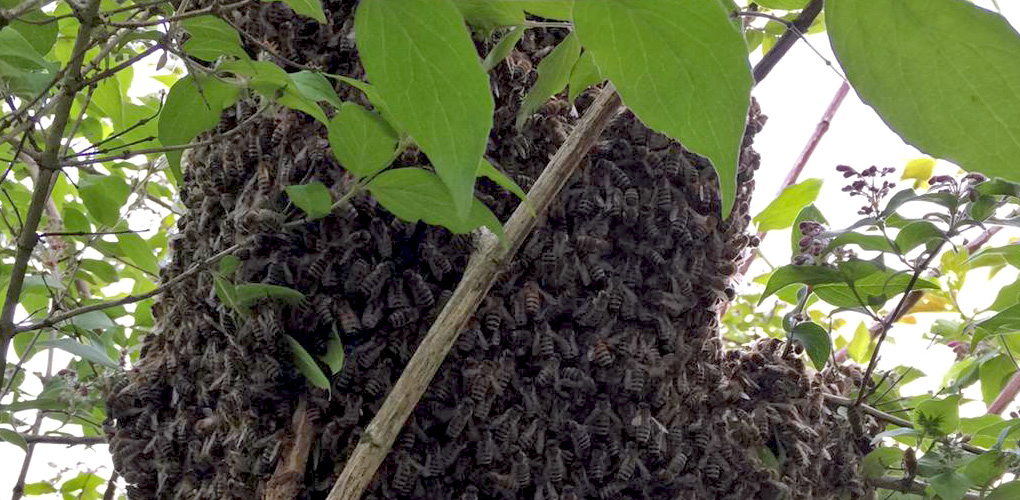 Natur erleben - Die Bienenschule