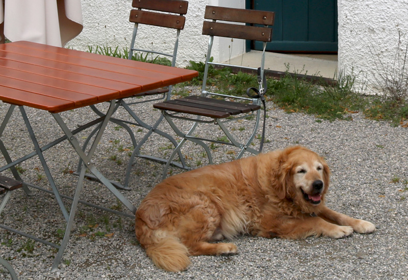 Hund im Bier-Garten